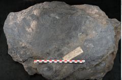 Foto (Detailansicht) von Syringodendron cyclostigma Brongniart (NHMW-GEO-2024-0188-11245)